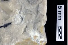 Foto (Detailansicht) von Cyclothyreus sp. (NHMW-GEO-1990-0041-0228a)